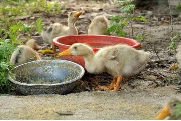 小鹅拉白稀屎吃哪种药，可以使用痢特灵