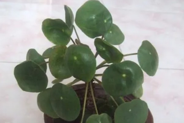 镜面草的寓意，寓意好运连连、团团圆圆等