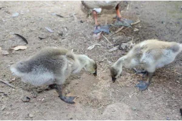 小鹅拉白稀屎吃哪种药，可以使用痢特灵