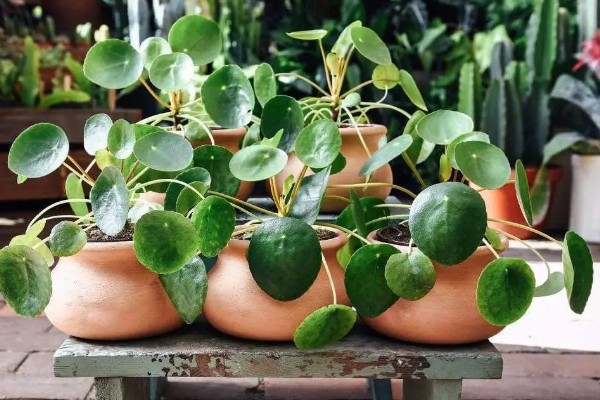 镜面草的寓意，寓意好运连连、团团圆圆等