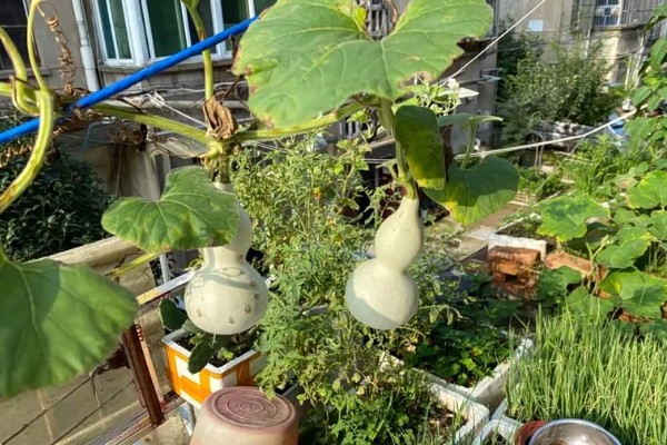 葫芦叶子发黄的原因,可能是浇水过多所致