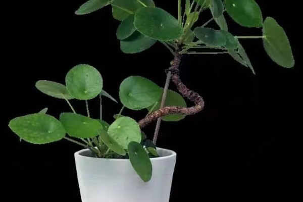 镜面草的寓意，寓意好运连连、团团圆圆等