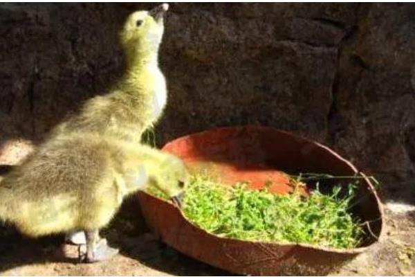 小鹅拉白稀屎吃哪种药，可以使用痢特灵