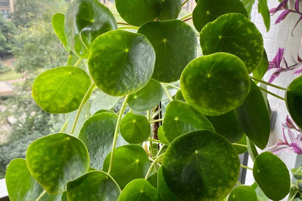 镜面草的寓意，寓意好运连连、团团圆圆等