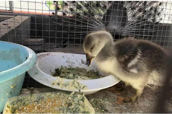 小鹅拉白稀屎吃哪种药，可以使用痢特灵