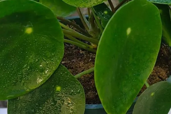 镜面草的寓意，寓意好运连连、团团圆圆等