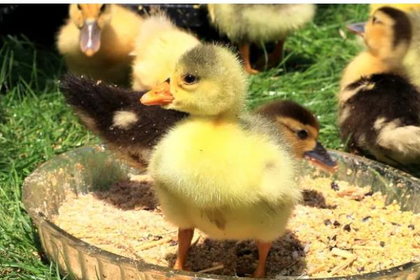 小鹅拉白稀屎吃哪种药，可以使用痢特灵