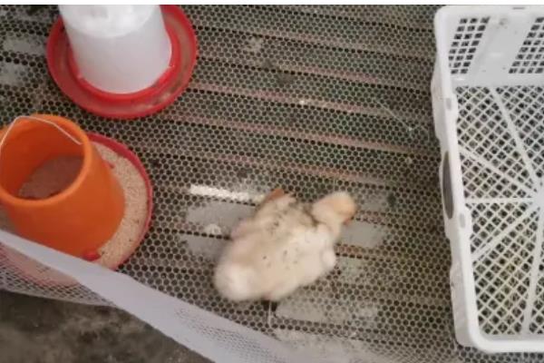 小鹅拉白稀屎吃哪种药，可以使用痢特灵