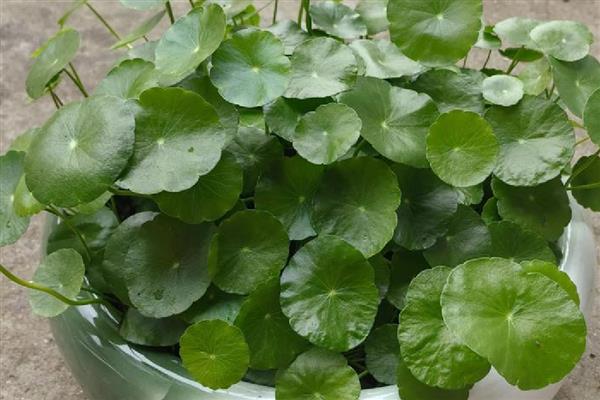 铜钱草能不能长期水培，需要每隔1周换一次水