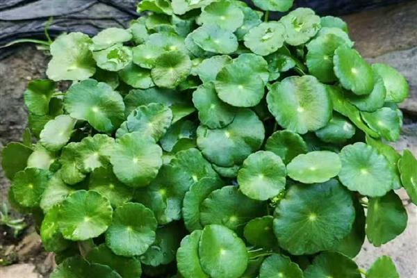 铜钱草能不能长期水培，需要每隔1周换一次水