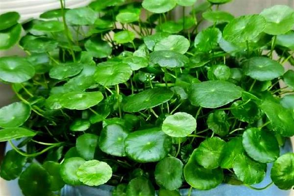 铜钱草能不能长期水培，需要每隔1周换一次水