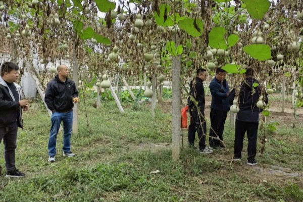葫芦叶子发黄的原因,可能是浇水过多所致