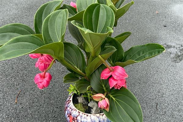宝莲灯的养殖方法，以肥沃的沙质土壤种植为主