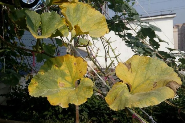 葫芦叶子发黄的原因,可能是浇水过多所致