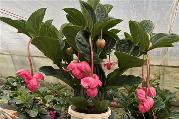 宝莲灯的养殖方法，以肥沃的沙质土壤种植为主