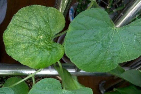 葫芦叶子发黄的原因,可能是浇水过多所致