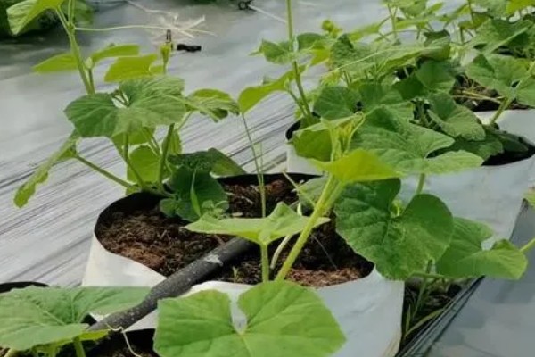 葫芦叶子发黄的原因,可能是浇水过多所致