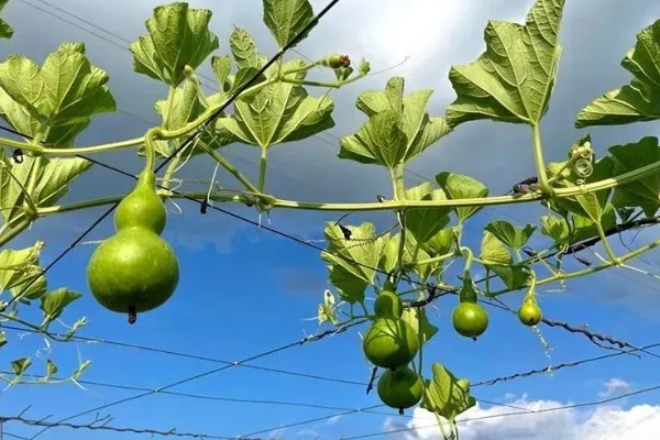 葫芦叶子发黄的原因,可能是浇水过多所致