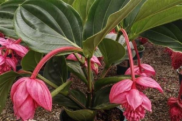 宝莲灯的养殖方法，以肥沃的沙质土壤种植为主