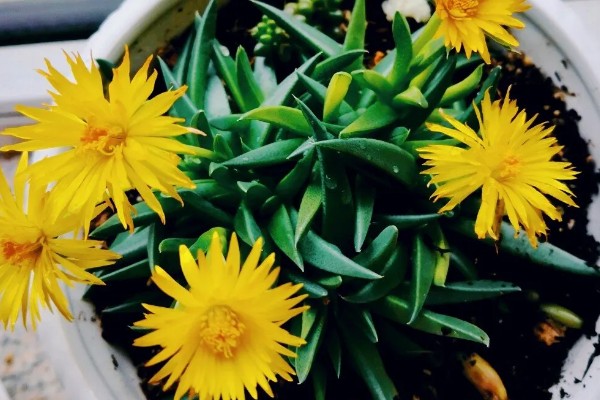 黄花照波的养殖方法，生长过程中需要充足的光照