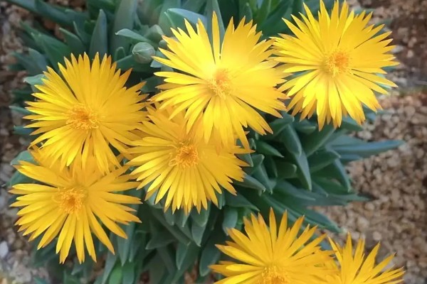 黄花照波的养殖方法，生长过程中需要充足的光照