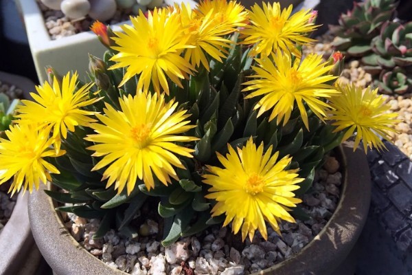 黄花照波的养殖方法，生长过程中需要充足的光照