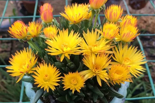 黄花照波的养殖方法，生长过程中需要充足的光照