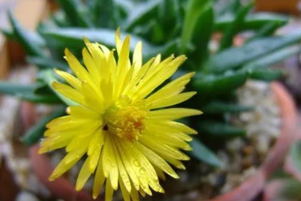 黄花照波的养殖方法，生长过程中需要充足的光照