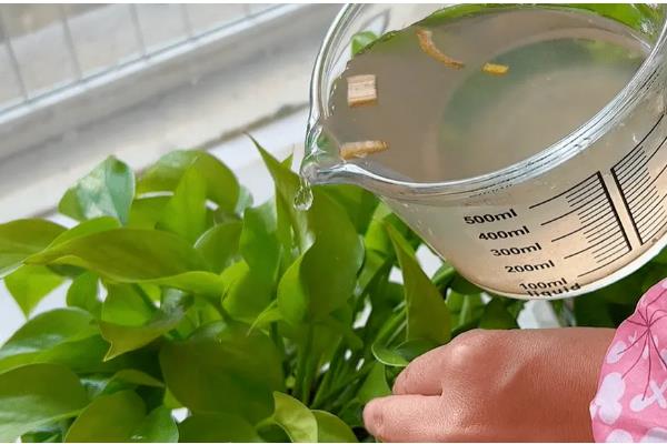 香蕉皮水适合浇哪些花，有茶花、米兰、绿萝等