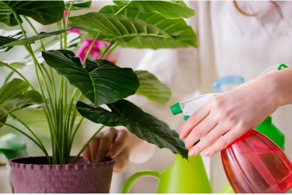 香蕉皮水适合浇哪些花，有茶花、米兰、绿萝等