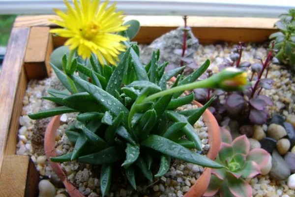 黄花照波的养殖方法，生长过程中需要充足的光照