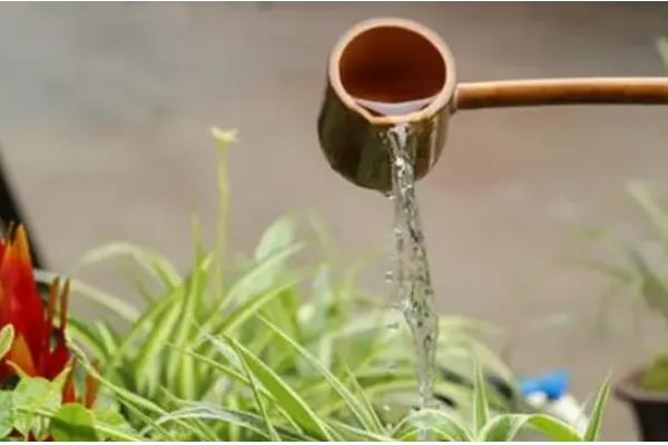 香蕉皮水适合浇哪些花，有茶花、米兰、绿萝等