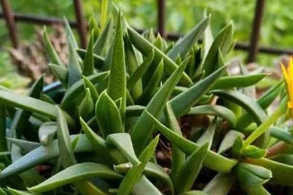 黄花照波的养殖方法，生长过程中需要充足的光照