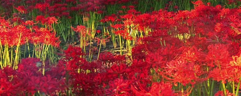 彼岸花有没有叶子，有叶子