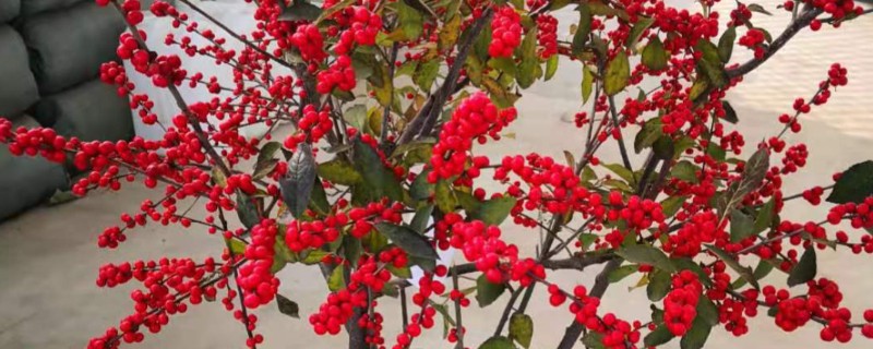 北美冬青怎么养护，生长旺季追肥2-3次