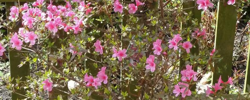 杜鹃花的修剪方法，可对其进行抹芽修剪