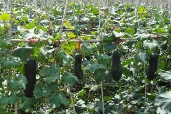 黑皮冬瓜怎么施肥，长出3-4片真叶时追施清粪水