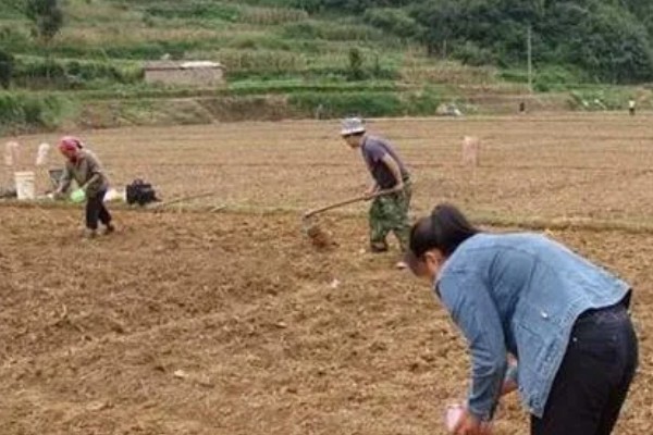 黑皮冬瓜怎么施肥，长出3-4片真叶时追施清粪水