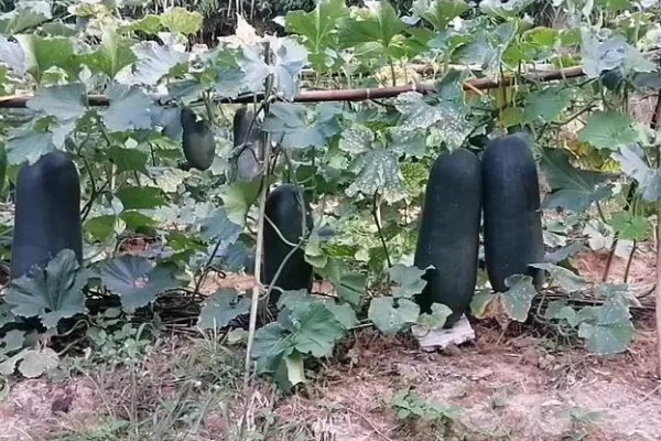 黑皮冬瓜怎么施肥，长出3-4片真叶时追施清粪水