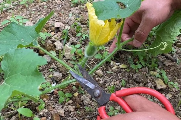 黑皮冬瓜怎么施肥，长出3-4片真叶时追施清粪水