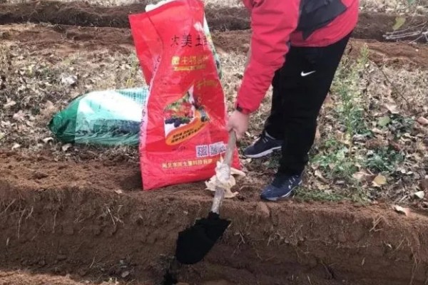 黑皮冬瓜怎么施肥，长出3-4片真叶时追施清粪水