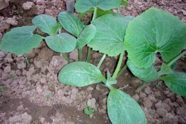 黑皮冬瓜怎么施肥，长出3-4片真叶时追施清粪水