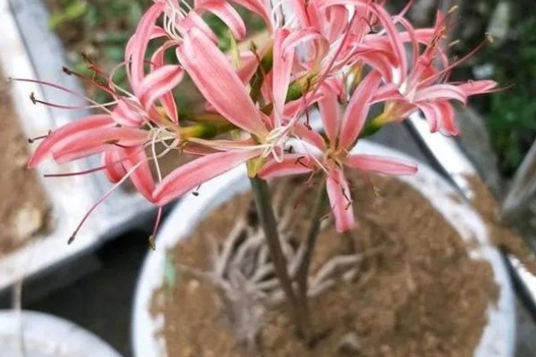 彼岸花有没有叶子，有叶子