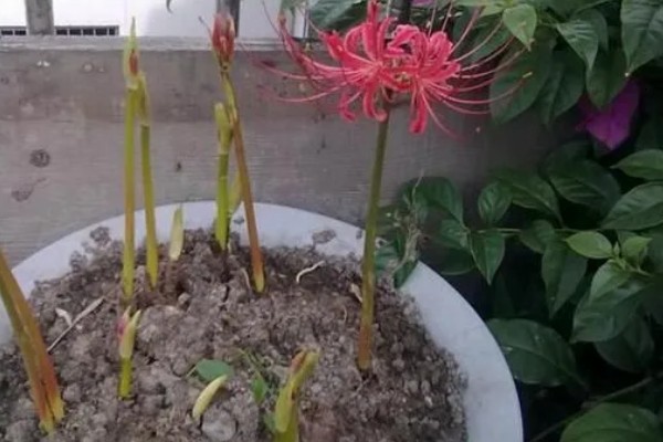 彼岸花有没有叶子，有叶子