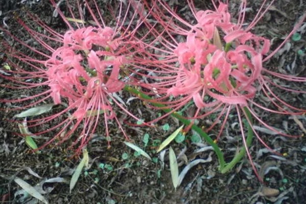 彼岸花有没有叶子，有叶子