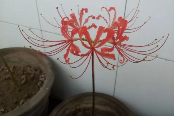 彼岸花有没有叶子，有叶子