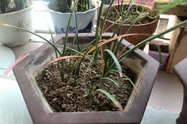 彼岸花有没有叶子，有叶子