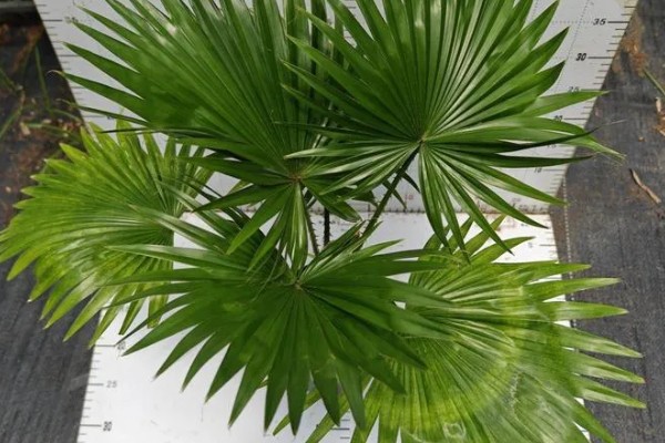 圆叶蒲葵怎么养，5-9月应进行遮荫