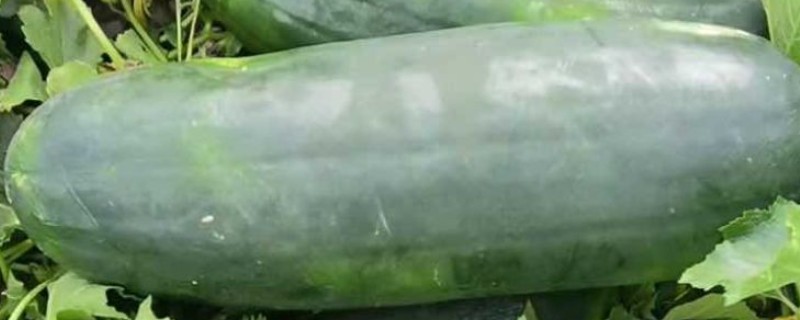 黑皮冬瓜怎么施肥，长出3-4片真叶时追施清粪水