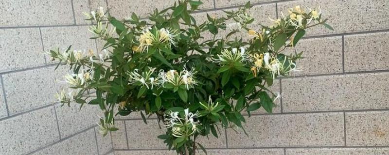 金银同辉桂花的特点，花期一般为20-30天